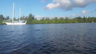 When Manatees Attack!
