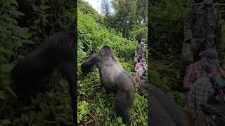 Gorilla Trekking Uganda adventure adventureexploring wildlife wildlifephotography bwindi