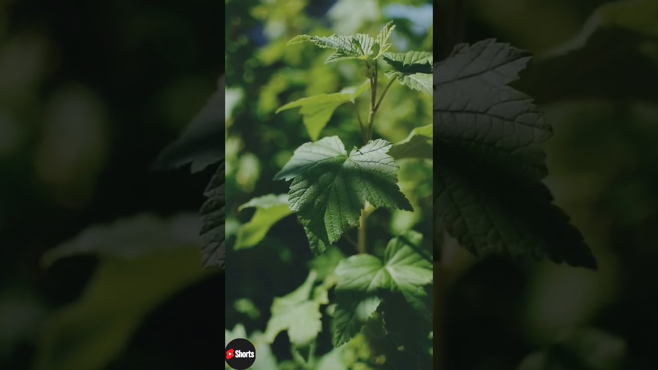 Plants Status Video Close-Up of Plant With Green Leaves |EnvironmentDay 