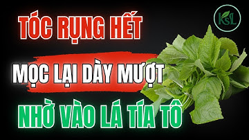 Chỉ Với Lá Tía Tô, Tóc Rụng Hết Sạch – Mọc Lại Dày Mượt Không Ngờ