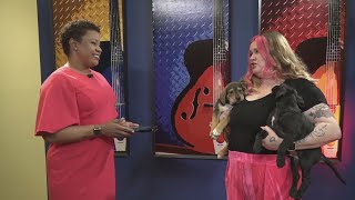 Belleville Area Humane Society shares a furry friend looking for a forever home