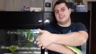 Basic green tree python care