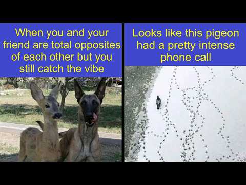 Bad Month? These Animal Memes Are Pure Happiness 🐾😂 | Happy And Fun