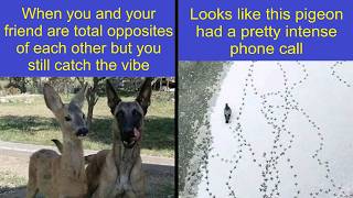 Bad Month? These Animal Memes Are Pure Happiness 🐾😂 | Happy And Fun
