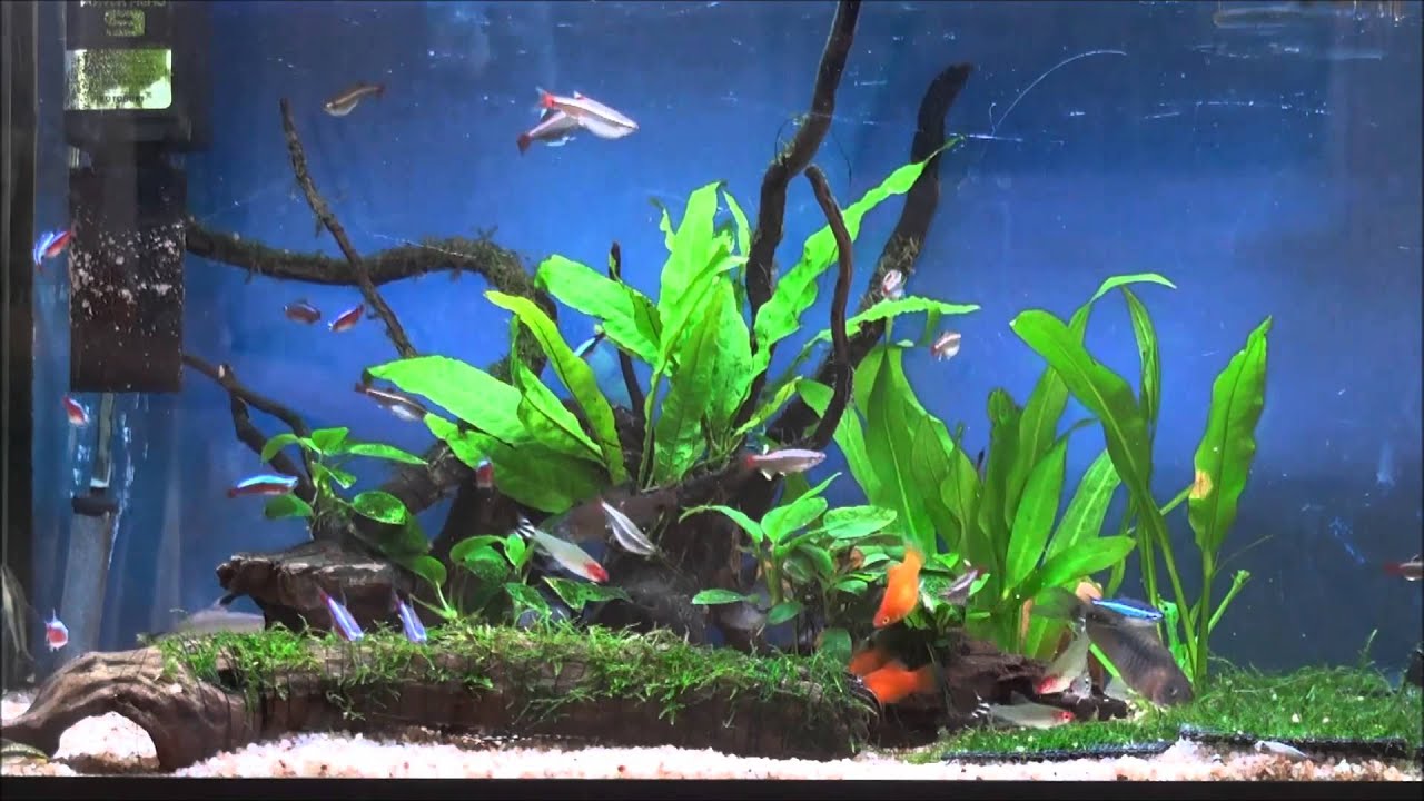 熱帯魚 60cm水槽 コリドラス クラウンローチ カージナルテトラ 混泳 Youtube