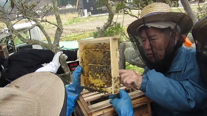 ニホンミツバチ サナギ捨て巣箱の内検 Youtube ニホンミツバチ サナギ捨て巣箱の内検 Youtube