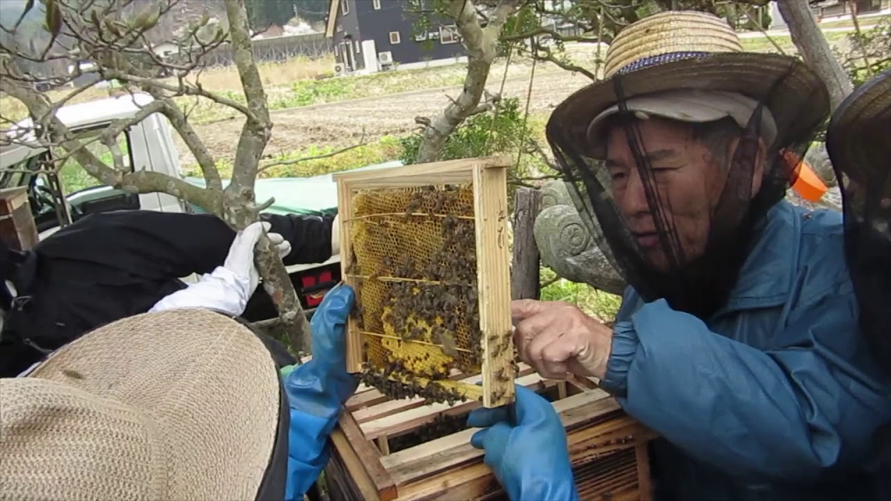 日本みつばち巣枠式巣箱人工分蜂20200426