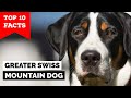 Greater Swiss Mountain Dog - Top 10 Facts の動画、YouTube動画。