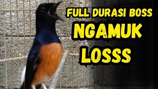 Download Lagu PANCINGAN SUARA MURAI BATU GACOR COCOK BUAT PANCINGAN MURAI BATU AGAR CEPAT BUNYI GACOR ISIAN MP3