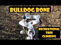 Bulldog Bone_Recreational Tree climbing