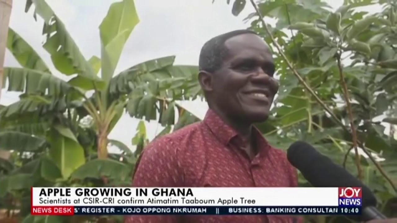 Apple growing in Ghana - News Desk on Joy News (1-6-20)