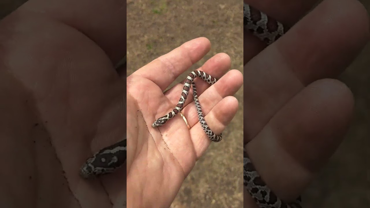 Baby Eastern Milk snake