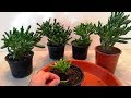 How to grow a Gollum Jade plant from cutted leaves / branch very easy