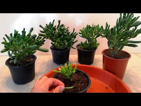 فيديو: تزايد نباتات اليشم Gollum: كيفية العناية بعصارة Gollum Jade