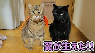 猫から翼が生えました【ハロウィン】