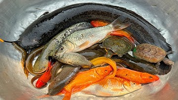 Kem Chanel lái công nông bắt cá trong chum có cá chép, cá trê, cá vàng, con rùa, con ếch