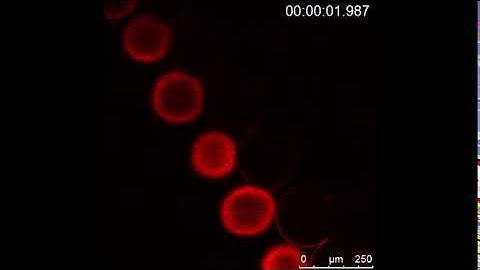 Fluorescently labeled microcapsules at the interface
