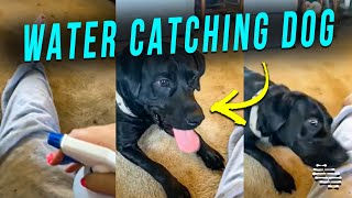 Dog Tries to Catch Water as Owner Sprays Around It