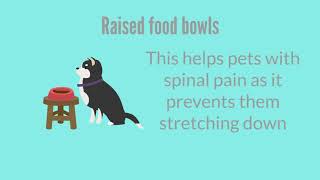 Senior Dogs and Home Adaptations