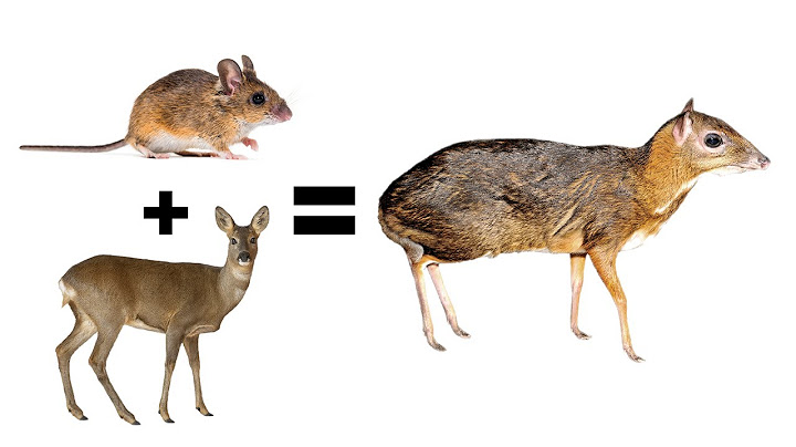 Curious Things You Didn't Know! #4