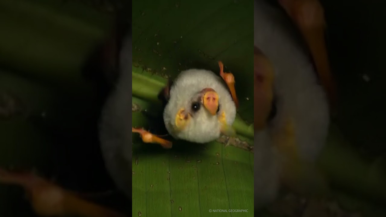 ⁣(냇지오) 수요일엔 귀여운 걸 보자