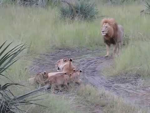 Cachorros de león bebé tratando de rugir como el padre ROAAAAR, ¡qué lindo!