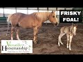 Frisky Foals First Adventure // Versatile Horsemanship