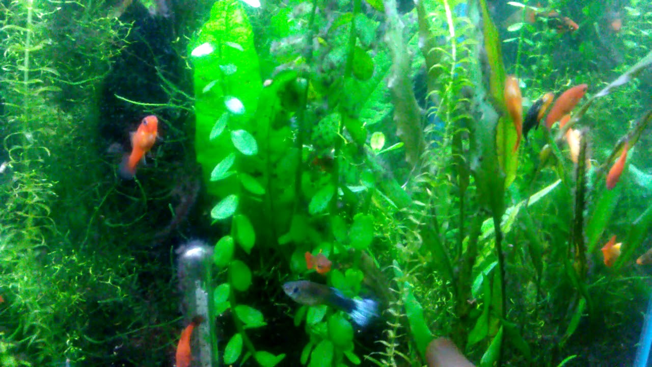Cryptocoryne Lutea Grown To Reach Surface In 16 Inch High