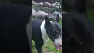Miniature Bull Terrier Is Playing