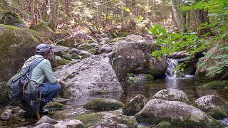SOLO FLY FISHING & TRUCK CAMPING the WHITE MOUNTAIN NATIONAL FOREST WILD BROOK TROUT