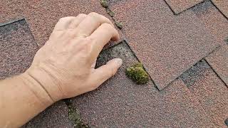 VAI SŪNAS KAITĒ ŠINDEĻU JUMTAM: