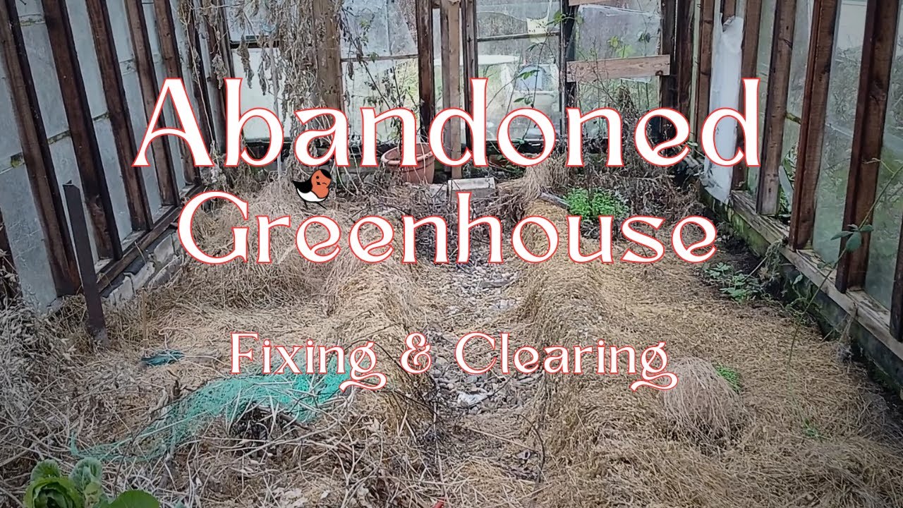 Abandoned Allotment Greenhouse, Rehanging the door and Clearing Out. #allotment #allotmentlife