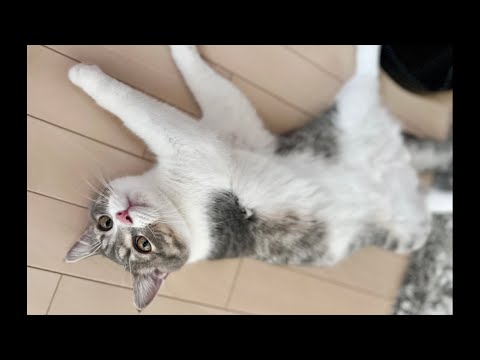保護猫-子猫のごましお- が鳴いたら終了する生放送