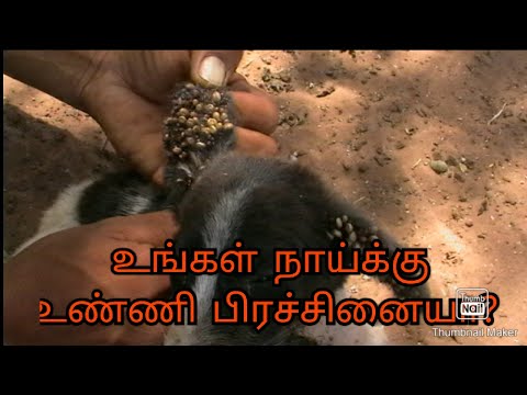 Ticks problem on dogs | tamil | JAYAM IDEAS | jayam pets | minpin puppy for sale