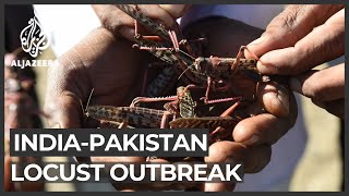 India and Pakistan face the worst locust attack in decades