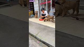 The Intelligent Dog Called The Puppy That Had Gone Out To Play Alone Back Home