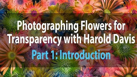 Photographing Flowers for Transparency | Part 1: Introduction | Harold Davis | January 23, 2021