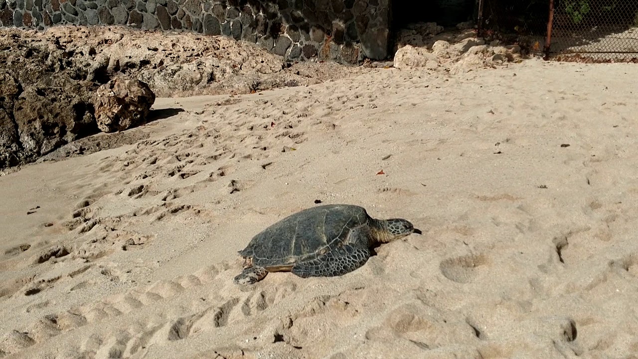 alula beach with turtles