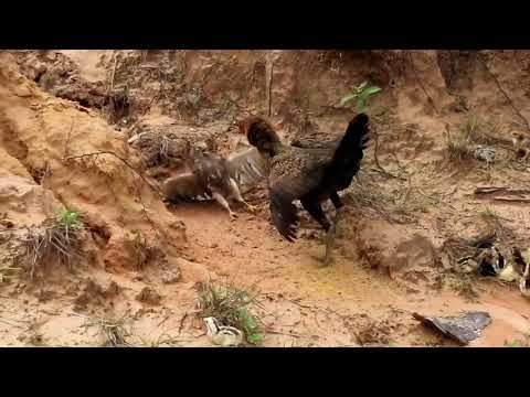 Brave mother hen fight with eagle to  save her chicks