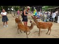 Feeding deer in Nara, Japan