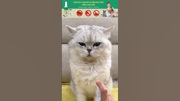 Xịt Diệt Ve Rận Bọ Chét Hiệu Quả Sau 3 Giờ Sử Dụng | Chai Xịt Diệt Ve Flea Remover