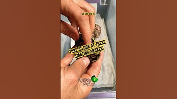 These snakes look amazing! #molinarosnakelab #kearymolinaro #amazingsnakes #snakebreeder #ballpython