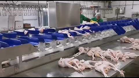 Automatic whole chicken carcass weighting sorter