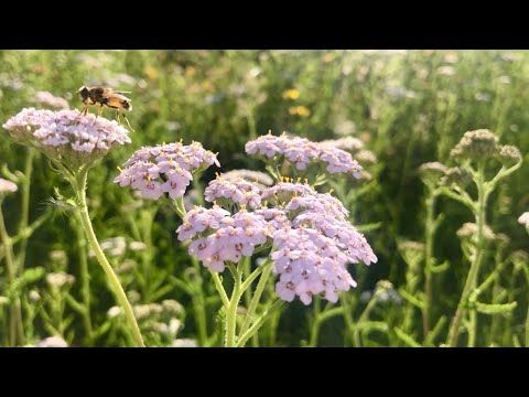 Vídeo: Com Fer Chionodox