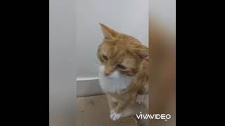 Cute Cheeto by Cats Protection Forth Valley AC 128 views 3 years ago 1 minute, 36 seconds