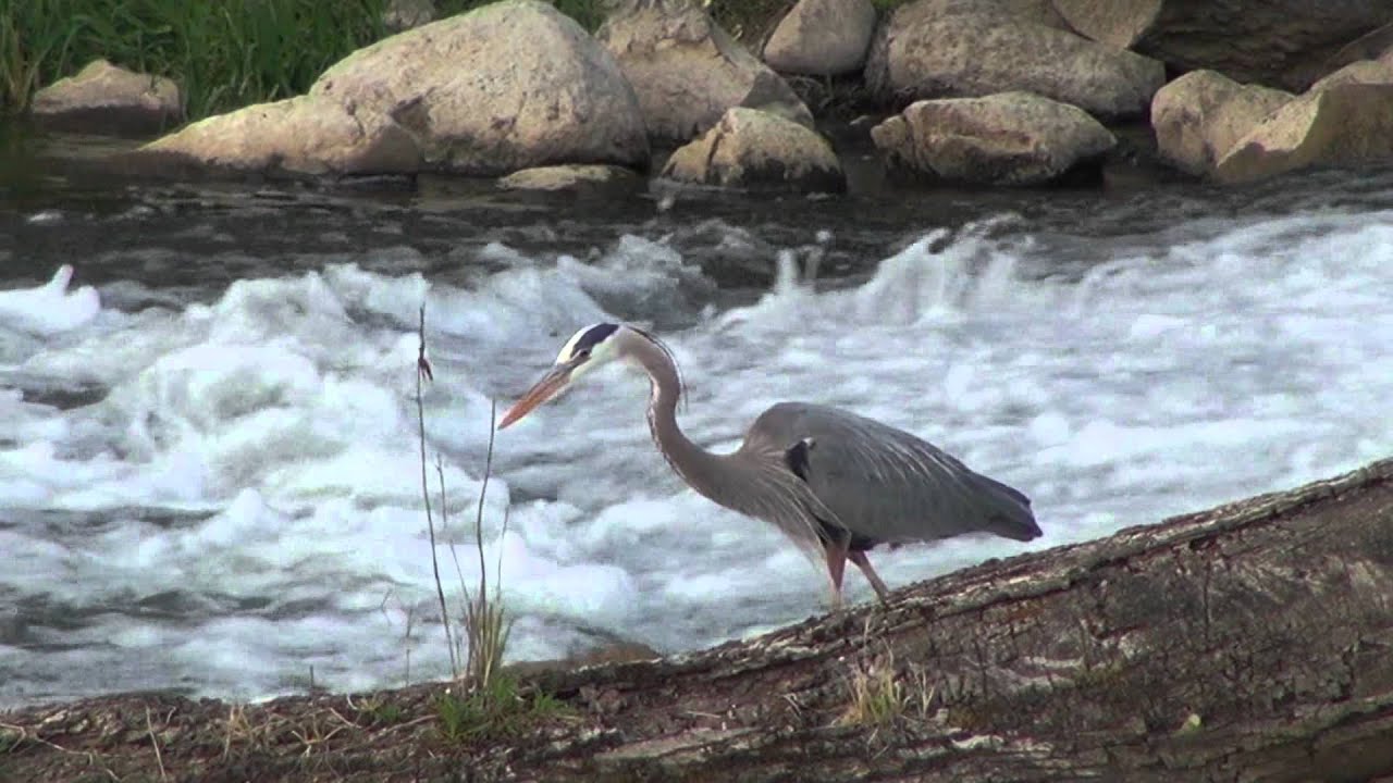 eel river indiana fishing regulations eel river indiana fishing regulations