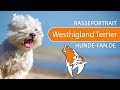 West Highland White Terrier [2019] Rasse, Aussehen & Charakter の動画、YouTube動画。