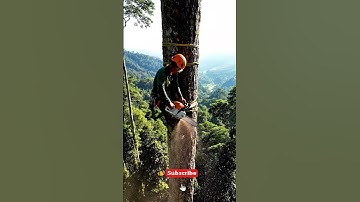 extremm chainsaw cutting tree #chainsaw #chainsawwork #workworld
