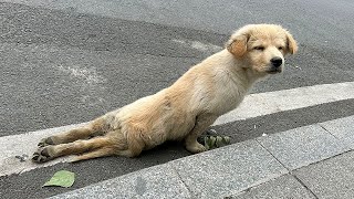 Straydog Was Hit By A Car And Its Hind Legs Broken,Struggled To Crawl Towards Persby Seeking Help