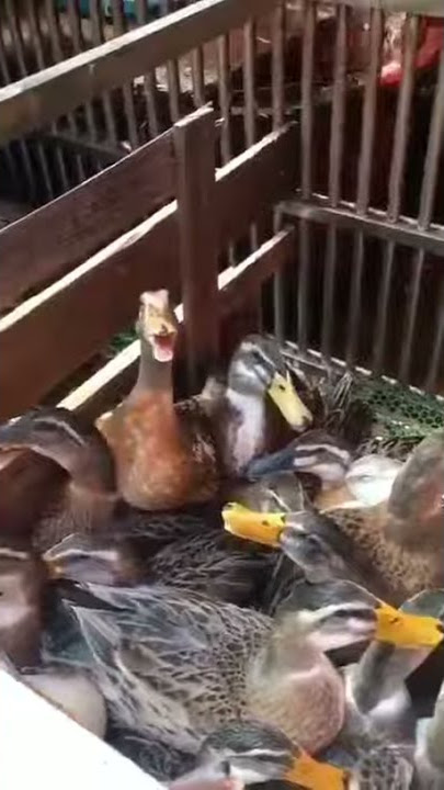 bebek ketawa lucu